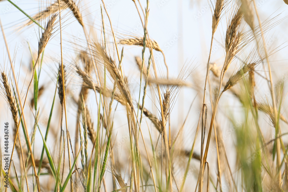 Fototapeta premium Natura - zboże na polnej łące