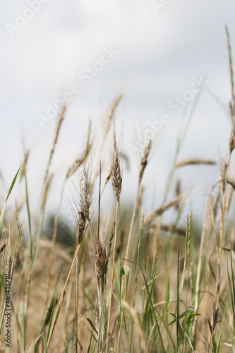 Obraz na płótnie Natura - zboże na polnej łące w salonie