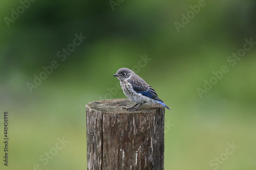 Fledgling baby Eastern Bluebird sits along on a fence post