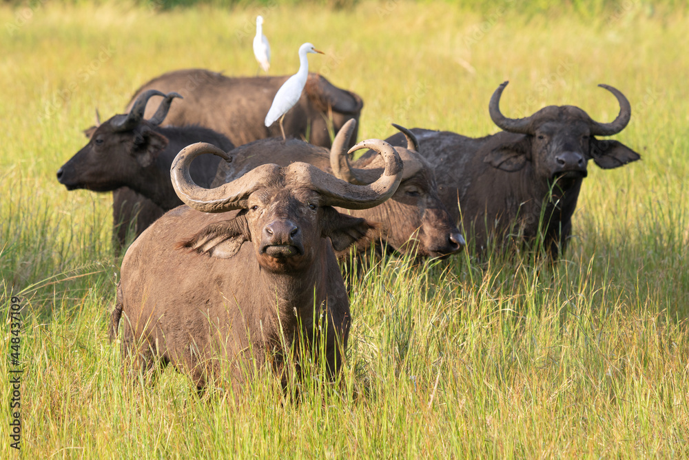 African buffalo, Syncerus caffer African buffalo, Syncerus caffer