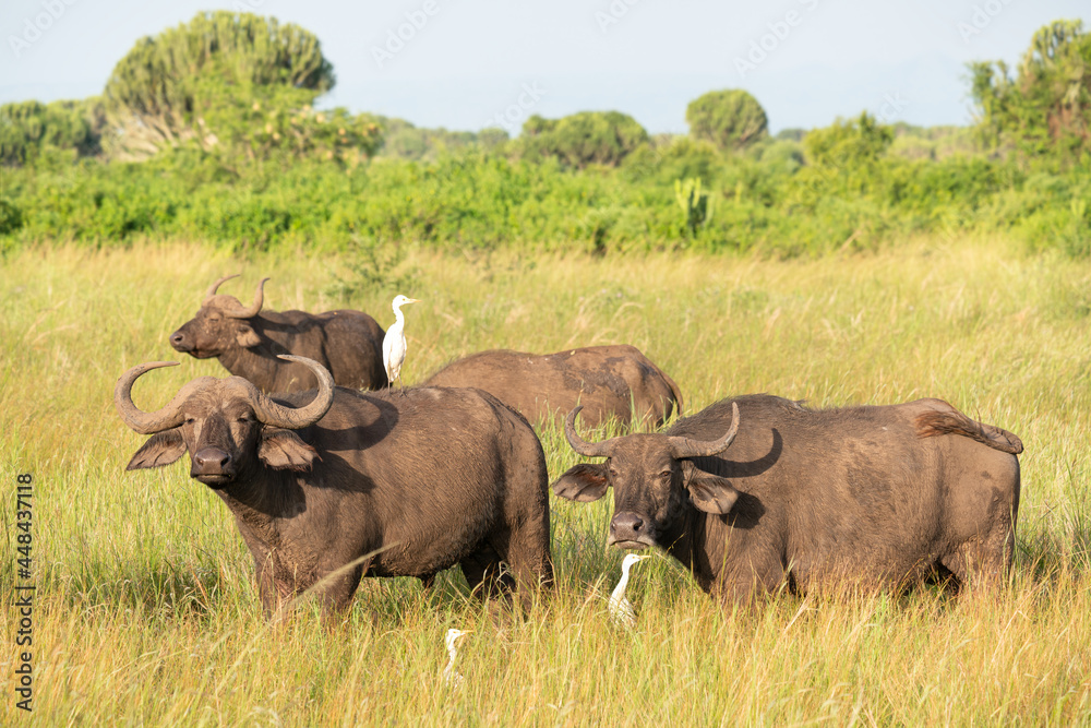 African buffalo, Syncerus caffer African buffalo, Syncerus caffer
