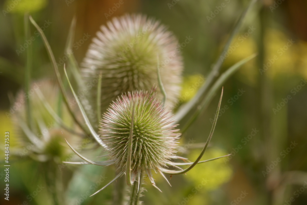 beautiful Wild Teasel (Dipsacus fullonum) thistle on Salisbury Plain, UK beautiful Wild Teasel (Dipsacus fullonum) thistle on Salisbury Plain, UK