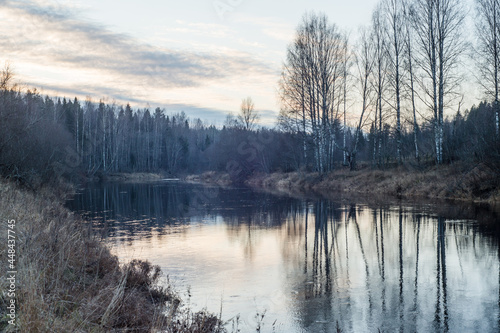 morning in the forest