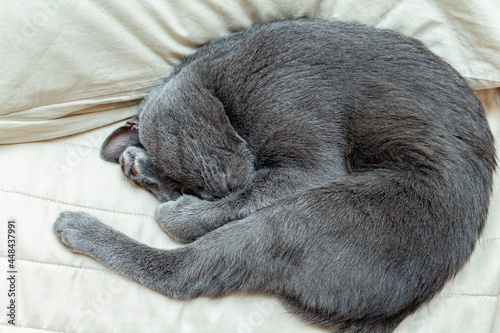 gray cat sleeping curled up on pillows