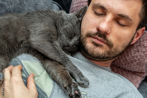 happy gray cat sleeps, hugs on the shoulder, chest of a man