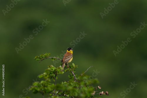 Black headed bunting singing in the meadow. Ornithology in the Rhodope mountains. Bulgaria birds during spring season. Bunting protect territory. 