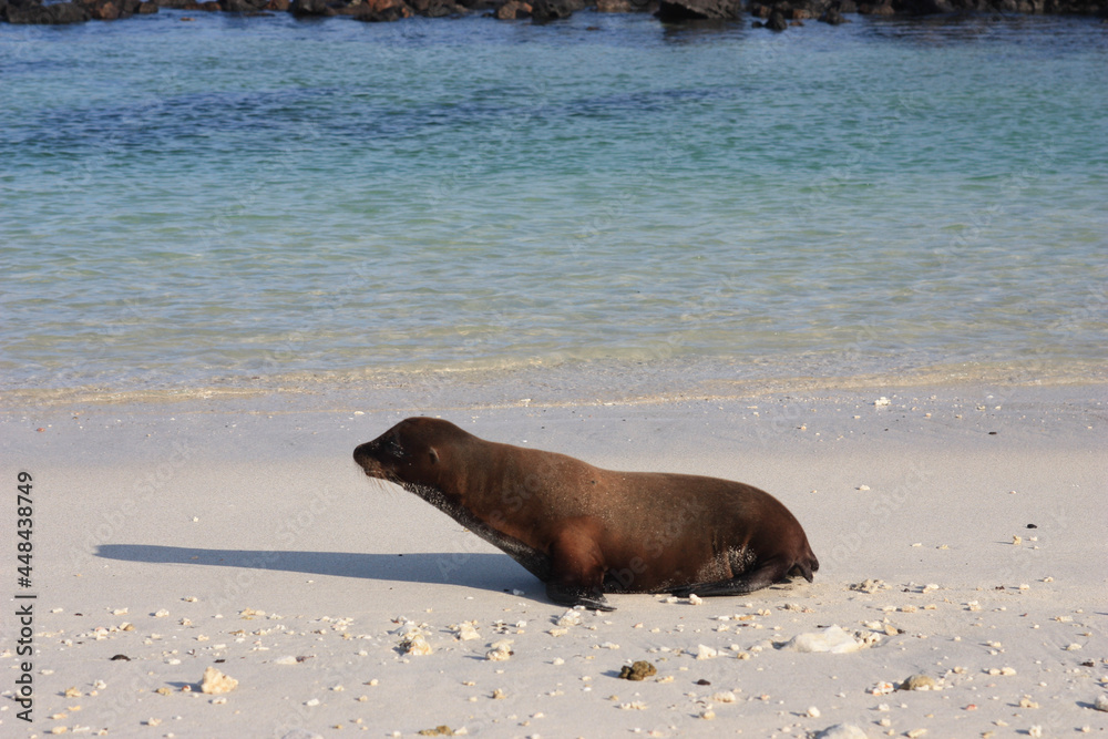 Fototapeta premium state sea lion