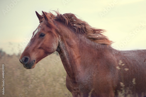 portrait of a horse © Olesya  Taurus