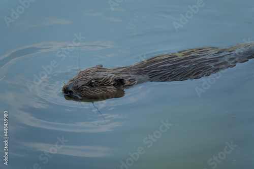 Wild beaver swims in the river