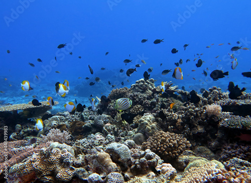 Tropical fish in a beautiful healthy reef Maniquin Island Philippines