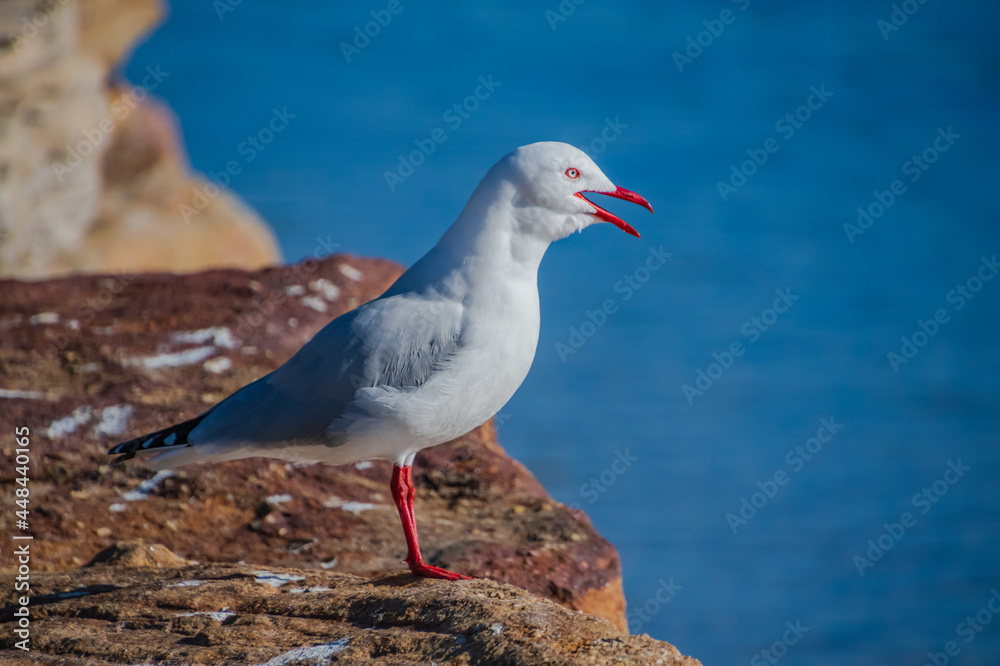 Seagull at the channel with blue water Seagull at the channel with blue water