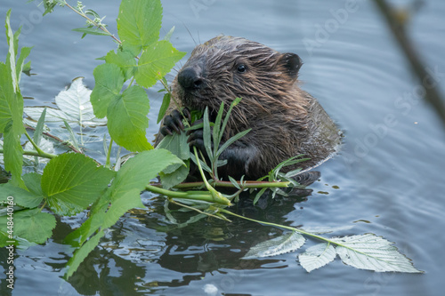 Wild beaver eating in the river