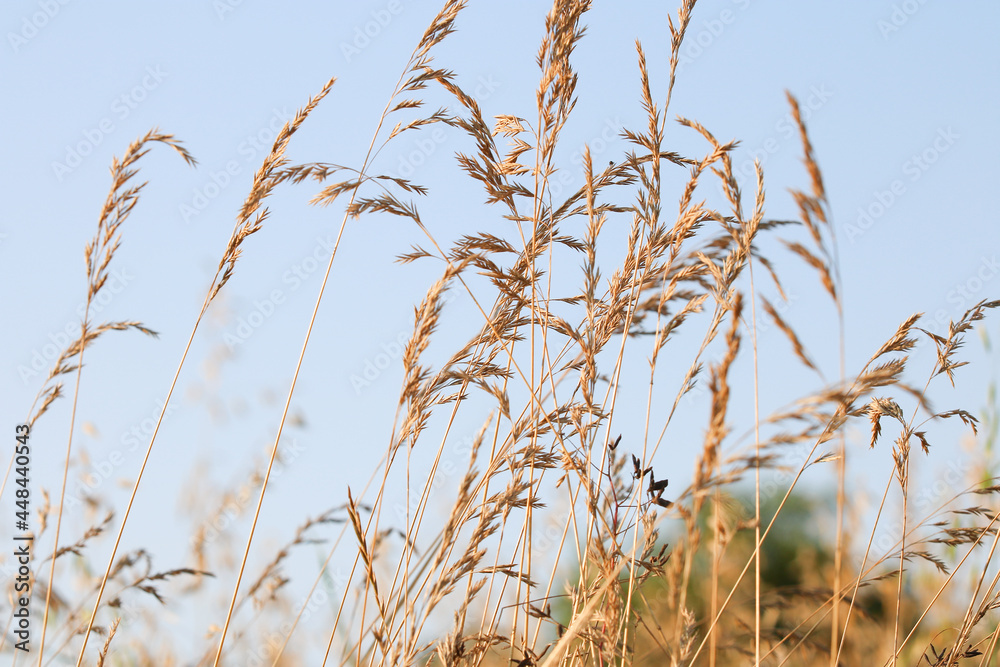Natura - zboże na polnej łące