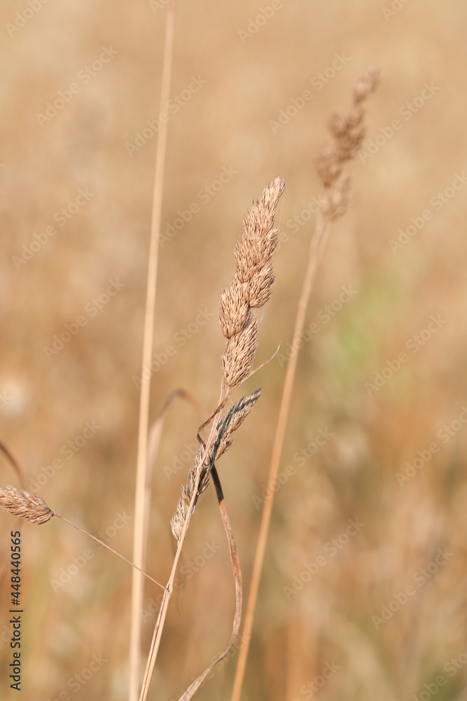 Natura. Zboże na polnej łące