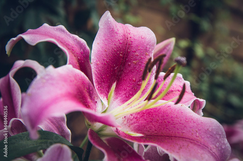 Pink lily  Lilium  flower blooming in close up  