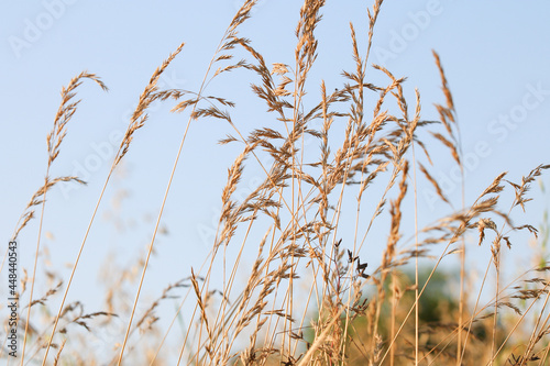 Obraz na płótnie Natura - zboże na polnej łące w salonie