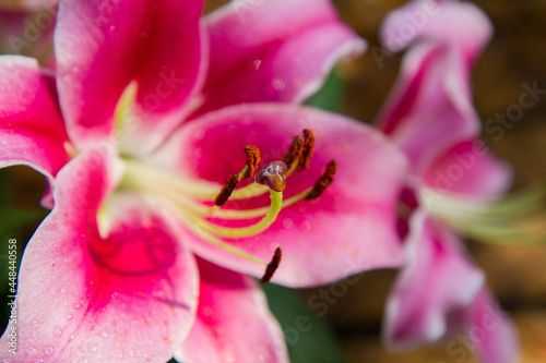 Pink lily (Lilium) flower blooming in close up	

