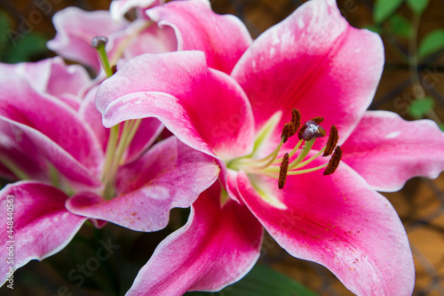 Pink lily (Lilium) flower blooming in close up   © teine