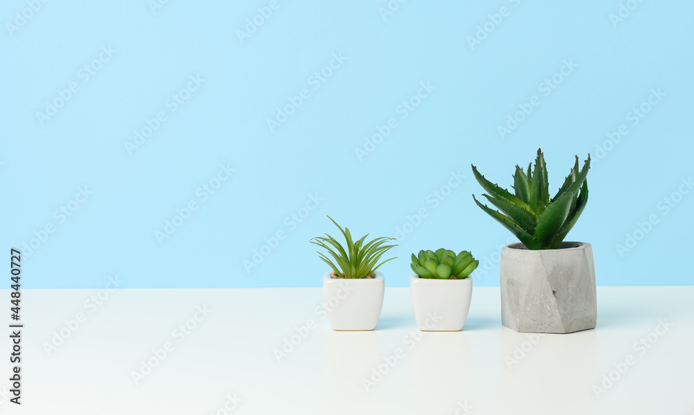 three ceramic pots with plants on a white table, blue background