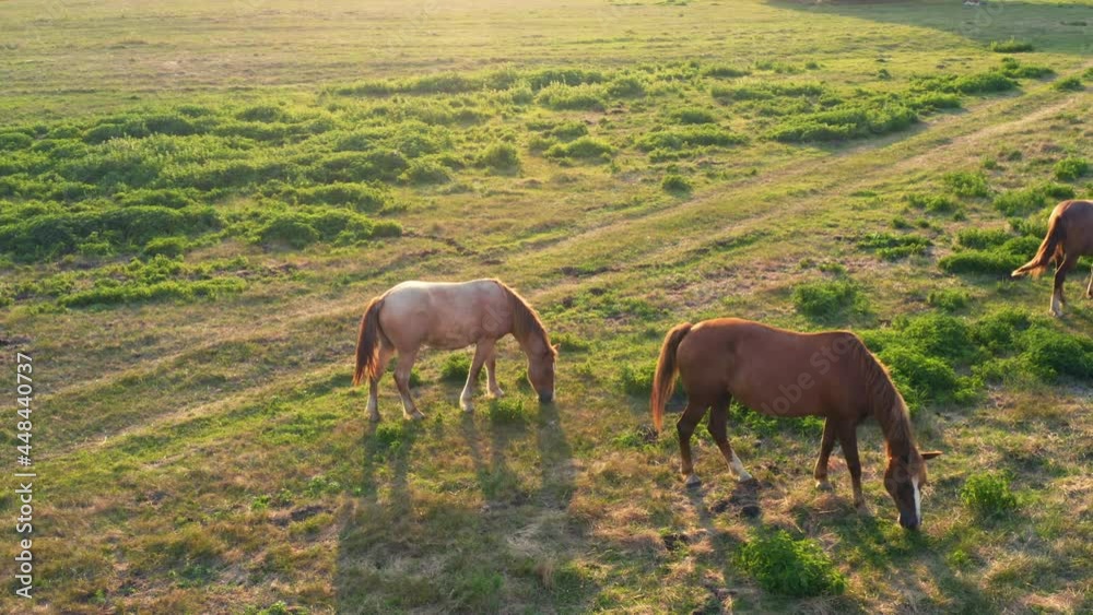 Aerial panoramic view of horses graze on a green meadow on a sunny day. Aerial panoramic view of horses graze on a green meadow on a sunny day.