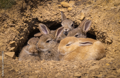 A fluffle of young rabbit kits cuddle outside their burrow (one is Erythristic.). photo