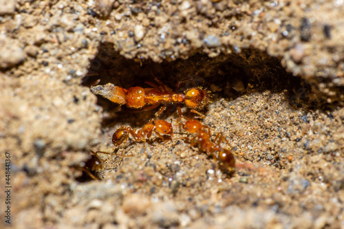 macro shoot of an ant