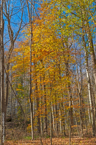Fall Colors in the Understory of Remote Forest