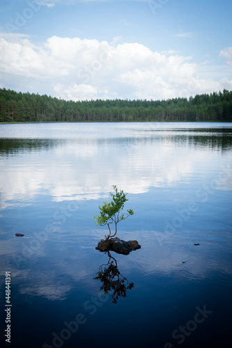 reflection of trees in water