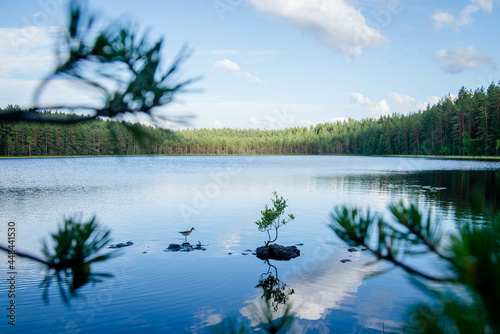 lake and forest
