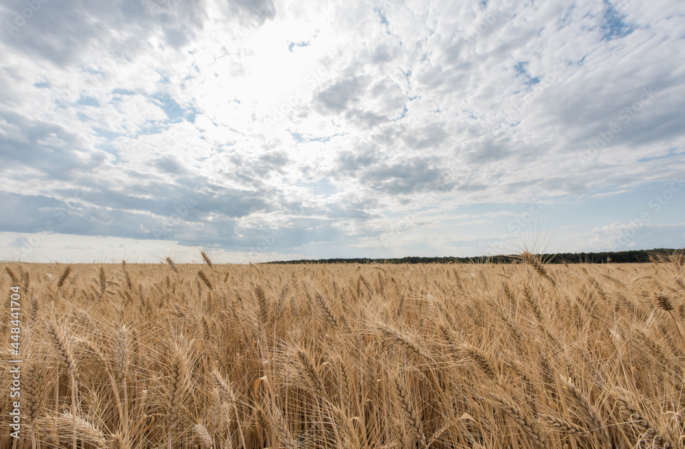 Ripe wheat ears on the background of a wheat field. Ripe wheat ears on the background of a wheat field.