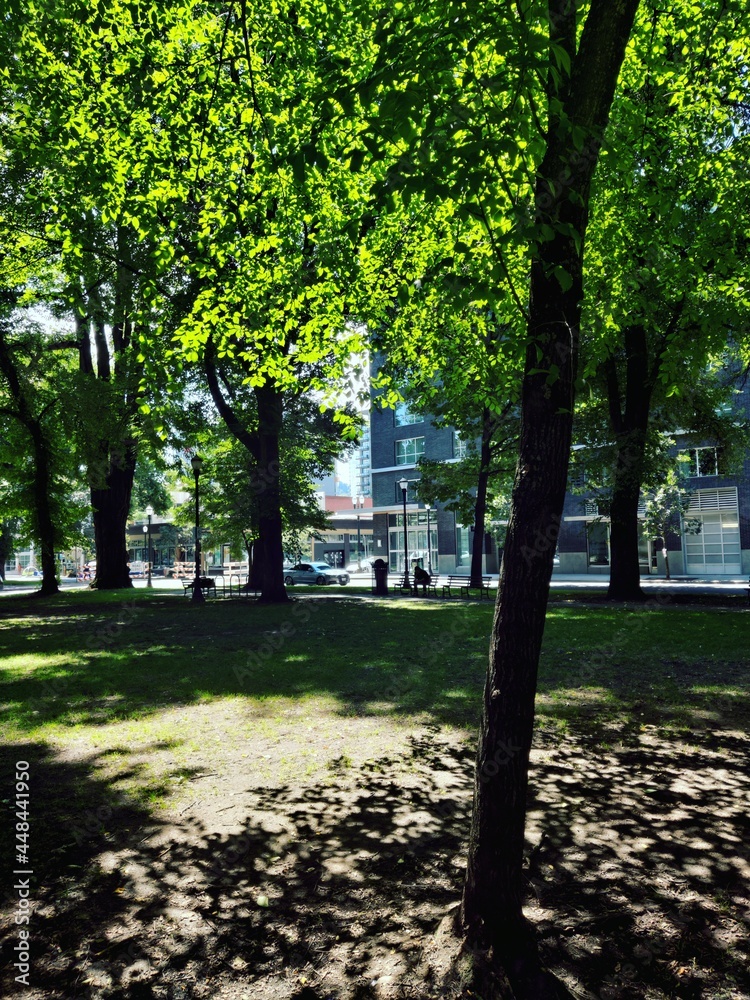 Naklejka premium park in autumn