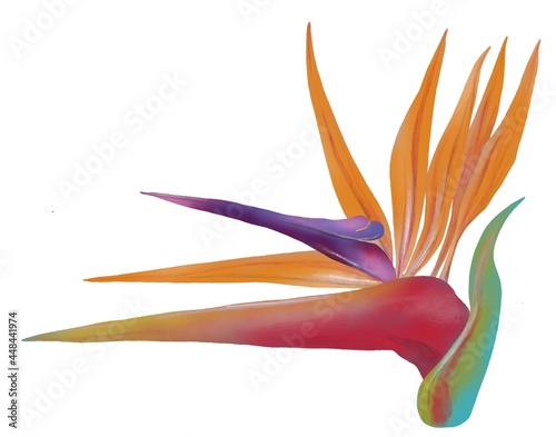 Ilustración de flor de ave del paraíso, Strelitzia reginae, sobre fondo blanco