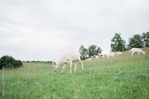 sheeps and goats on the hill  farmland. Agritourism concept. Life in the countryside