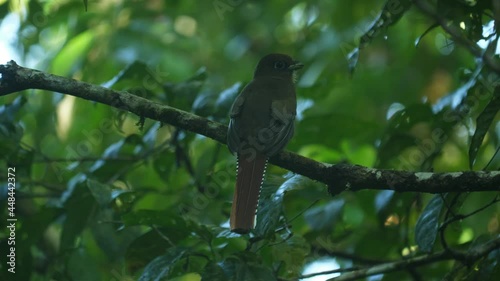 female elegant trogon Trogon elegans coppery-tailed sitting on a branch Costa Rica Corcovado photo