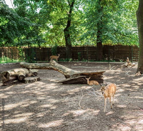 Sarna ZOO Wrocław