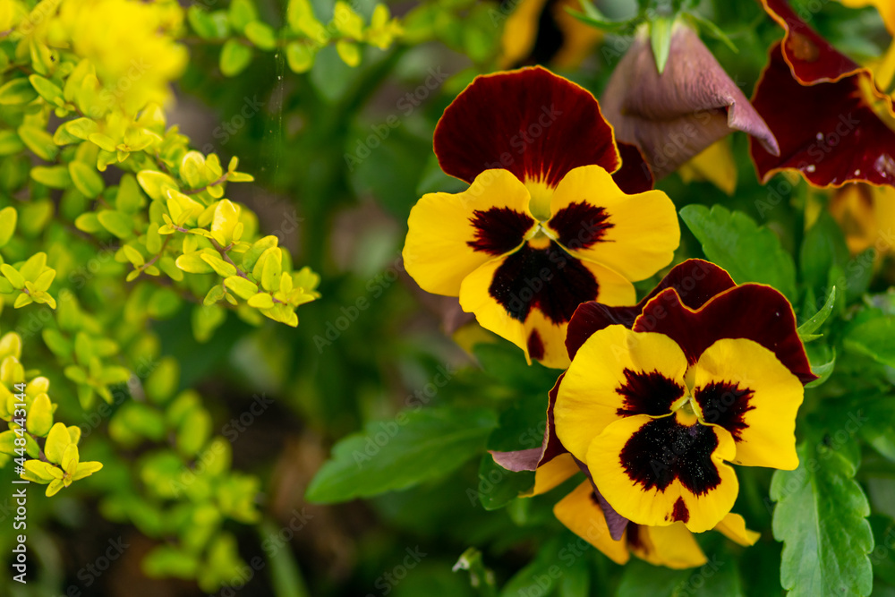 Garden pansy large flowered hybrid plant cultivated as a garden flower