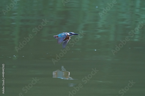 common kingfisher in the pond
