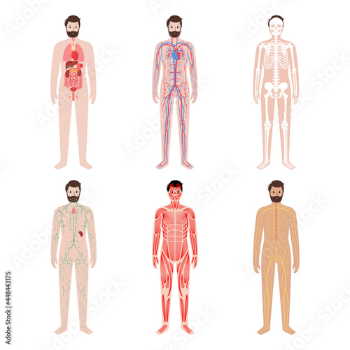 Human body systems