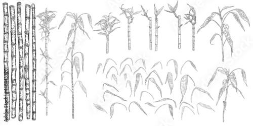 Bamboo stems with leaves set. Japanese or Chinese plants drawing style sketch elements. Asian jungle forest trees. Stick branches with leaves. Bamboo grass oriental tropical plant twigs set. Vector.