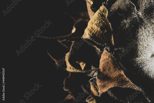 close up of sunflower