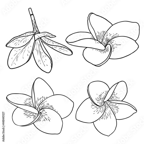 Plumeria set. Traditional Hawaii tropical necklace or neck wreath flowers design elements. Welcome invitation decoration. Drawing line art from real Plumeria, collection. Vector.