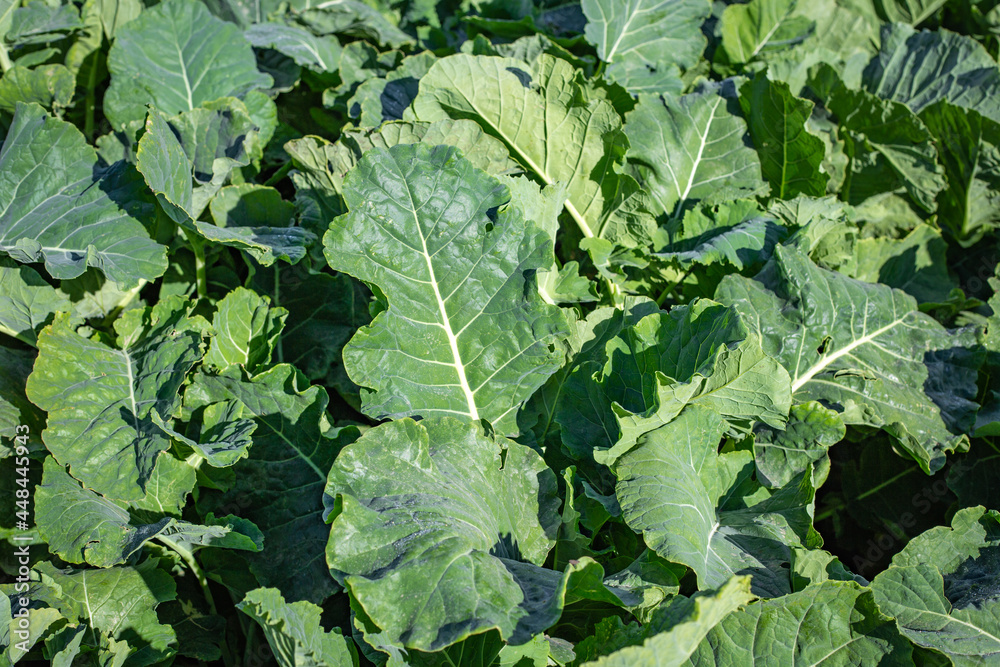 Close up of kale growing on a dairy farm for winter feed for cows in Canterbury, New Zealand Close up of kale growing on a dairy farm for winter feed for cows in Canterbury, New Zealand