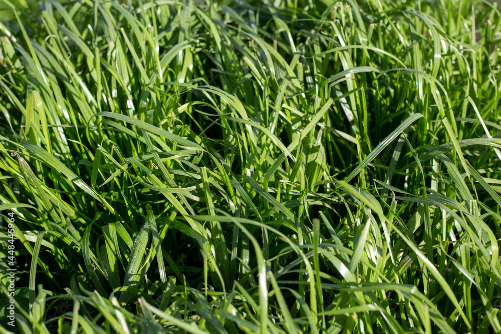 Tetraploid Italian Ryegrass used in a farm pasture plan, Canterbury, New Zealand Tetraploid Italian Ryegrass used in a farm pasture plan, Canterbury, New Zealand