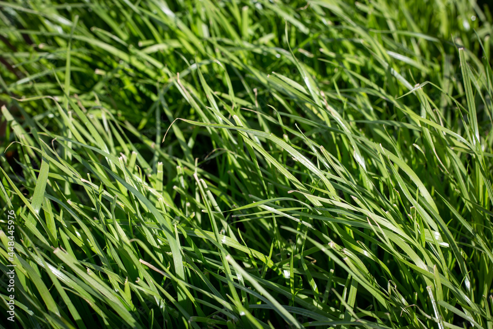 Italian ryegrass is ideal for undersowing, part of a pasture mix or sown as a pure sward in pastures on farms in New Zealand - obrazy, fototapety, plakaty 