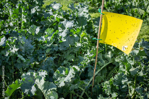 A summer brassica grown for its regrowth potential and multiple grazings, contains yellow sticky traps to enable the farmer to monitor the insect pests. Canterbury, New Zealand