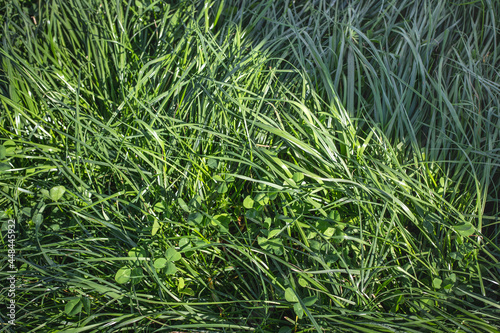 Canvas-taulu Tetraploid perennial ryegrass and large leaf white clover used in a pasture plan