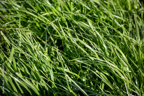 Italian ryegrass is ideal for undersowing, part of a pasture mix or sown as a pure sward in pastures on farms in New Zealand photo