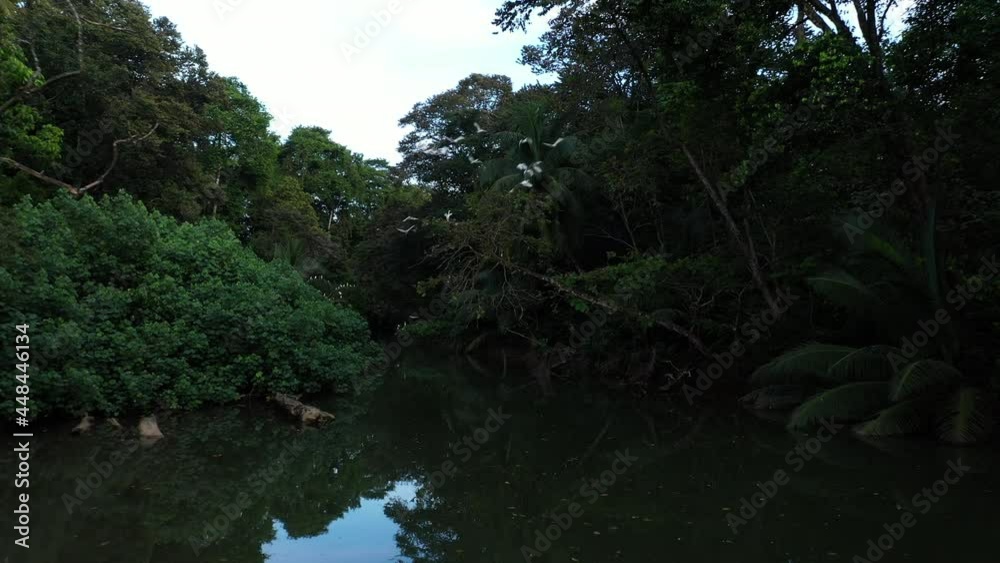 deep jungle river with Little egrets Egretta garzetta flying aerial view Costa Rica deep jungle river with Little egrets Egretta garzetta flying aerial view Costa Rica