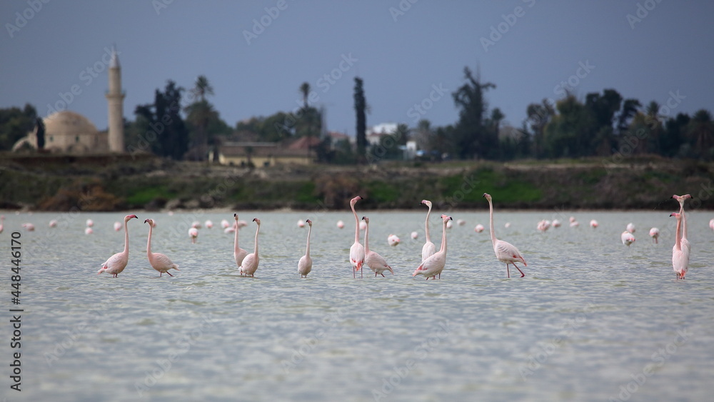 flamingos in the Salt Lake, Larnaka, Cyprus