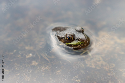 Canvas Print small frog halfway submerged in water